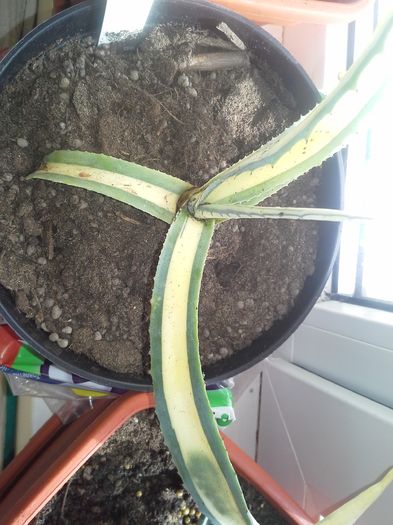 agave ingens mediopicta lutea; agave ingens mediopicta lutea!
