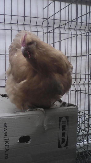 gaini 071 - 0 ORPINGTON GALBEN 2013-2018