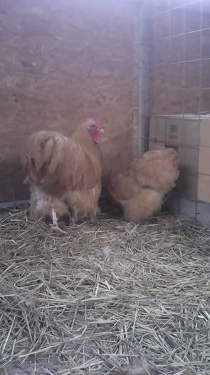 gaini 086 - 0 ORPINGTON GALBEN 2013-2018