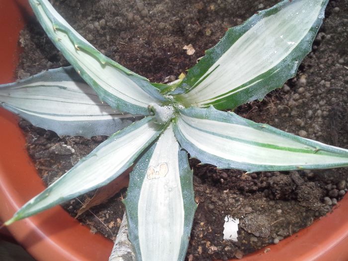 agava americana mediopicta alba striata; agave americana mediopicta alba striata
