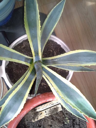 agave americana variegata - agave colectie proprie