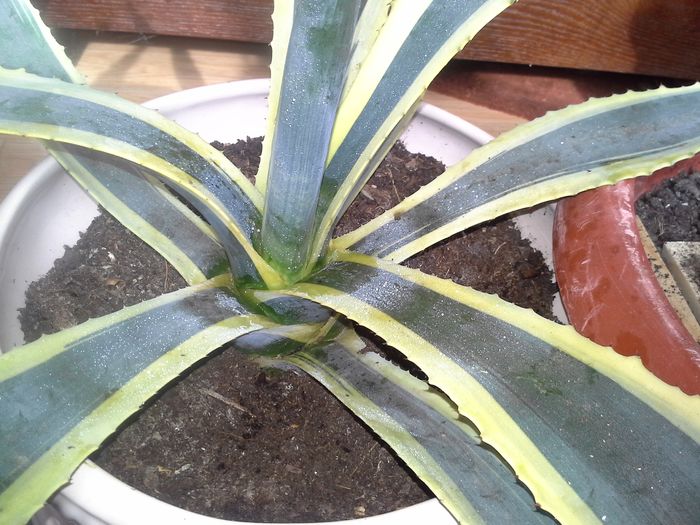 agave americana variegata - agave colectie proprie