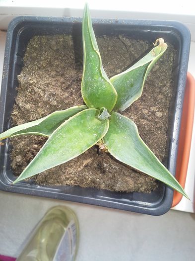 agava desmetiana variegata; agave desmetiana variegata
