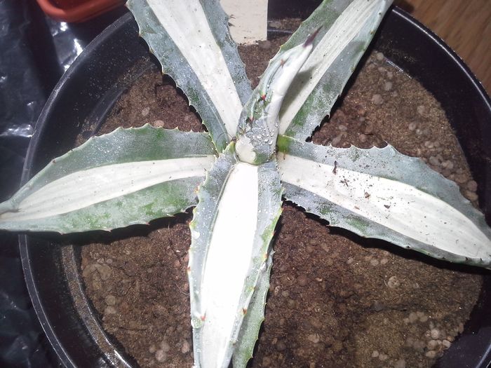 agava ameicana mediopicta alba; agave americana mediopicta alba
