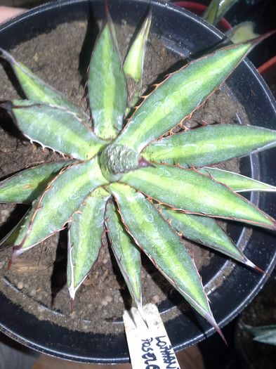 agava lophanta poselgeri; agave lophanta poselgeri
