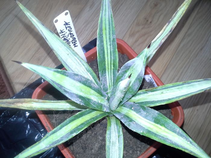 agava tequilana mediopicta