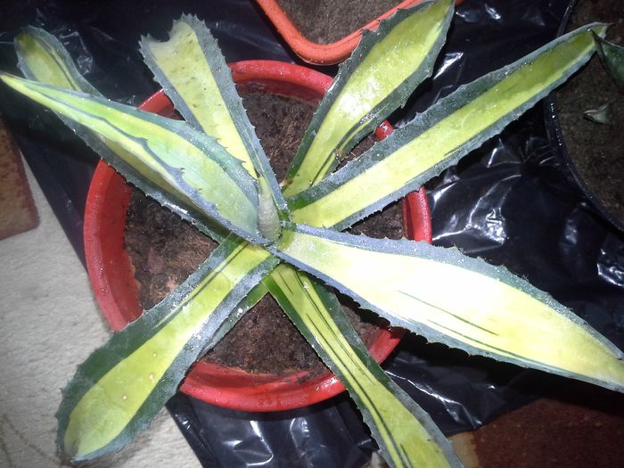 agava americana mediopicta aurea - agave colectie proprie