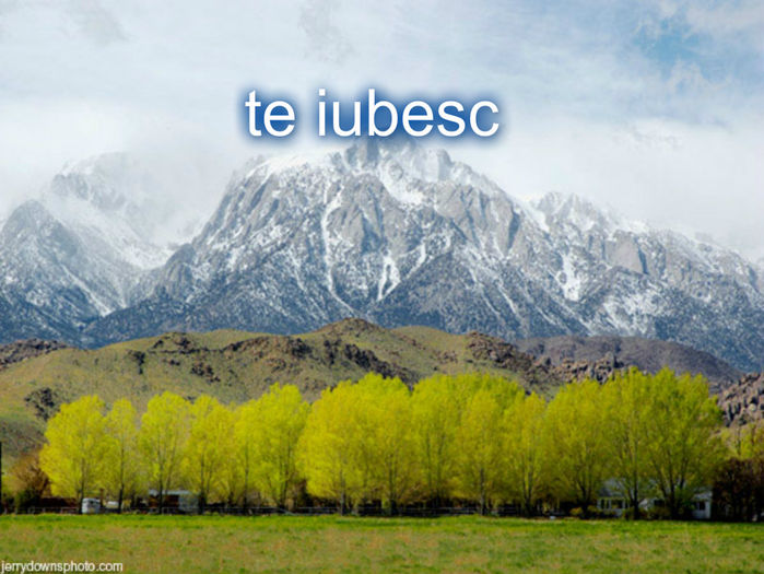 Te iubesc