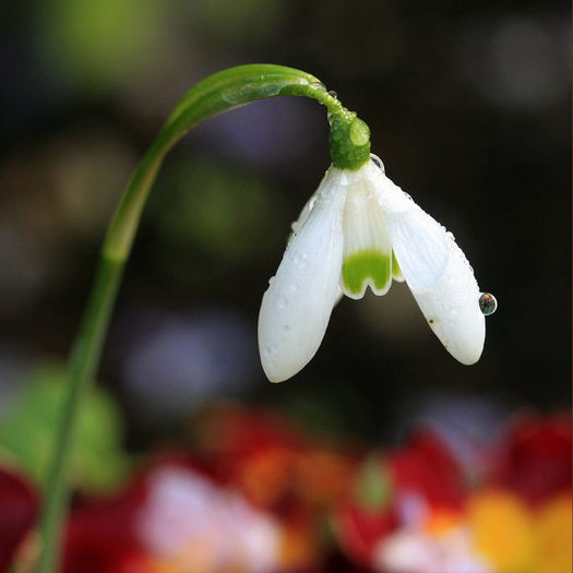 poze-cu-flori-de-primavara-imagini-cu-ghiocei-galanthus-nivalis-23 - Poze h