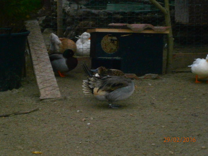 P2292638 - Rate sulitare