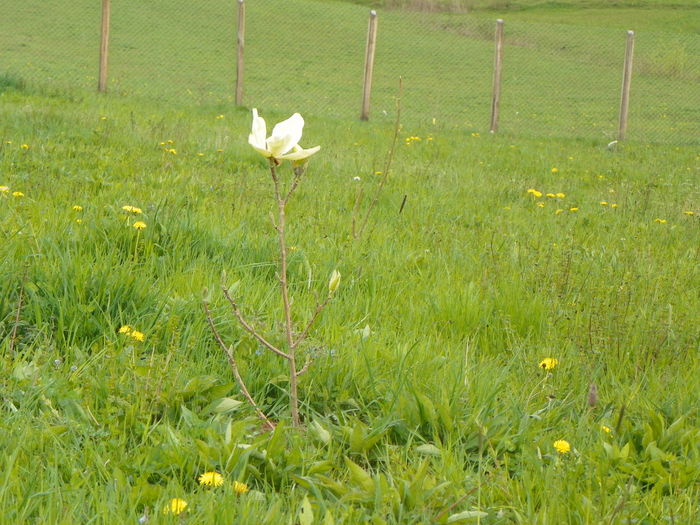 magnolia Yellow Lantern - z-Dobarland 2014
