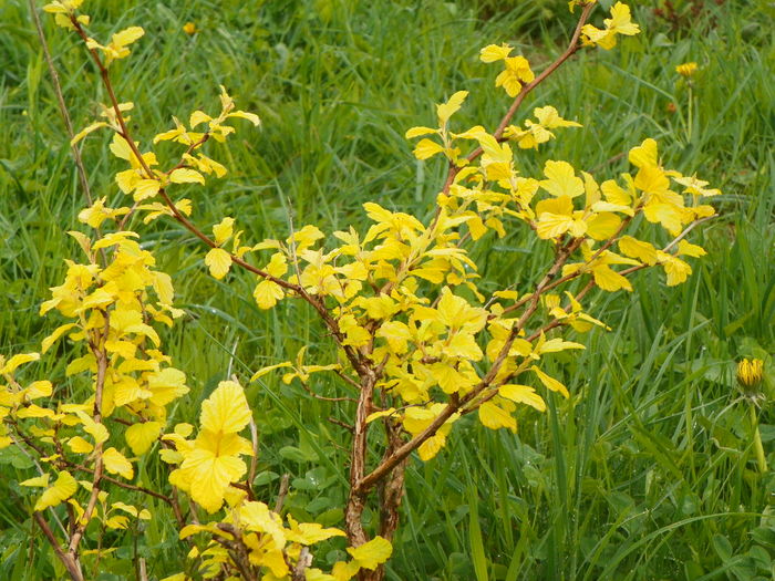 physocarpus Darts gold