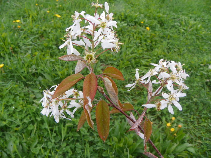 amelanchier lamarckii - z-Dobarland 2014