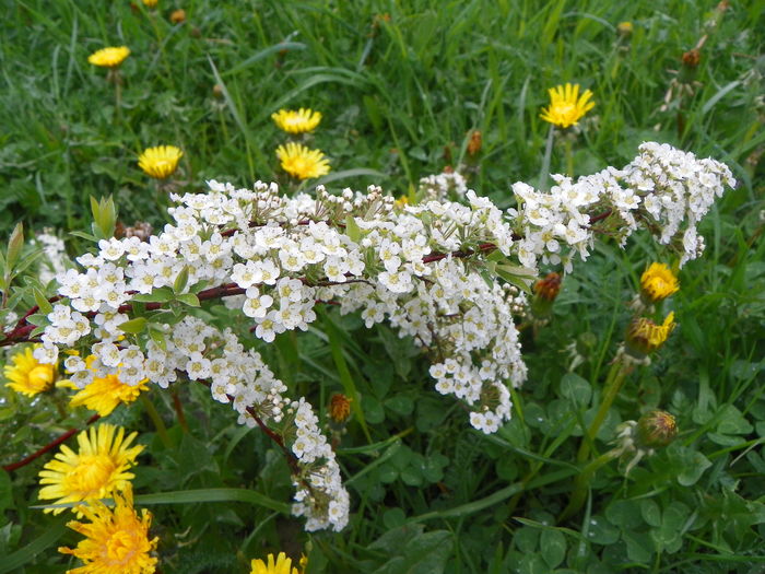 spiraea Grefsheim - z-Dobarland 2014