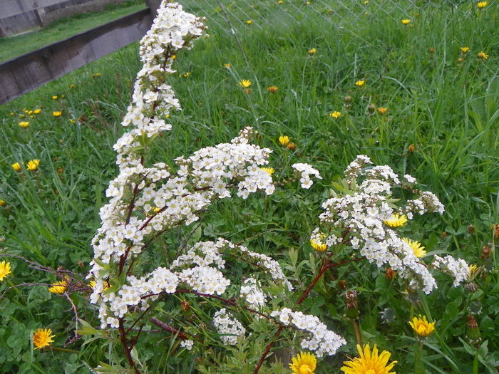 spiraea Grefsheim - z-Dobarland 2014