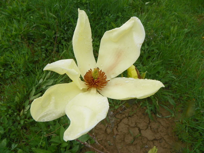 magnolia Yellow Lantern