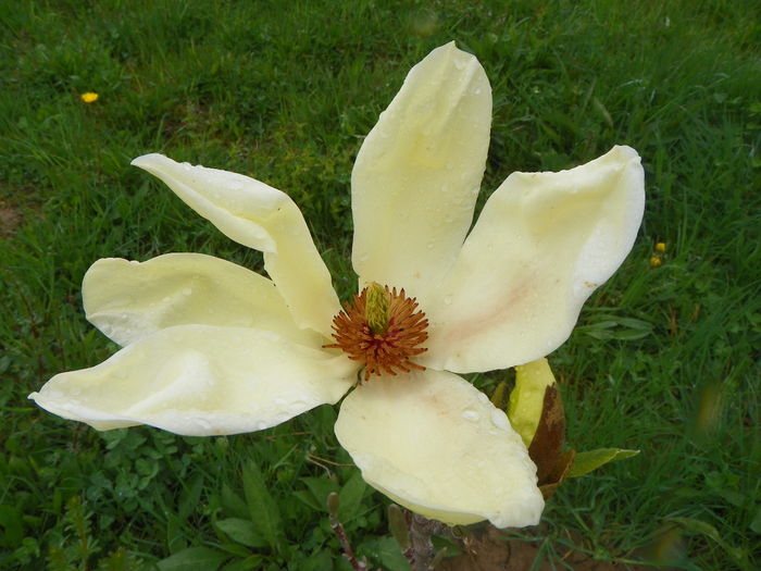 magnolia Yellow Lantern