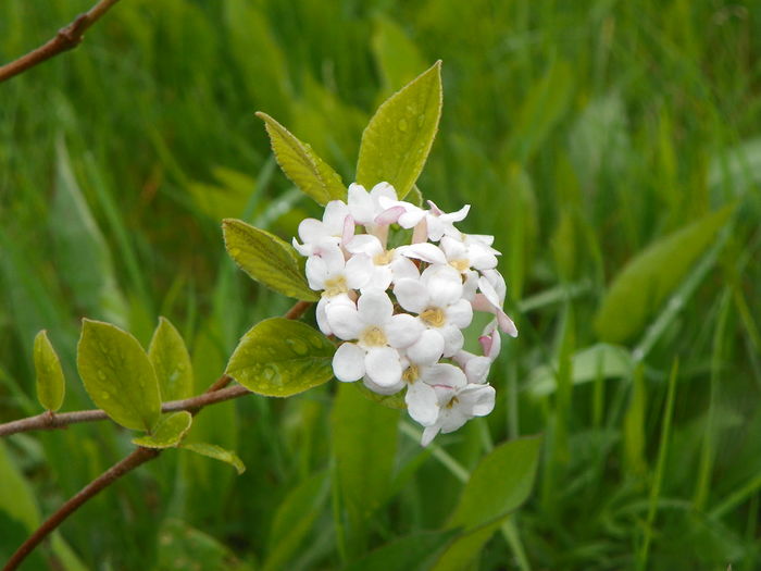 viburnum burkwoodii Anne Russell