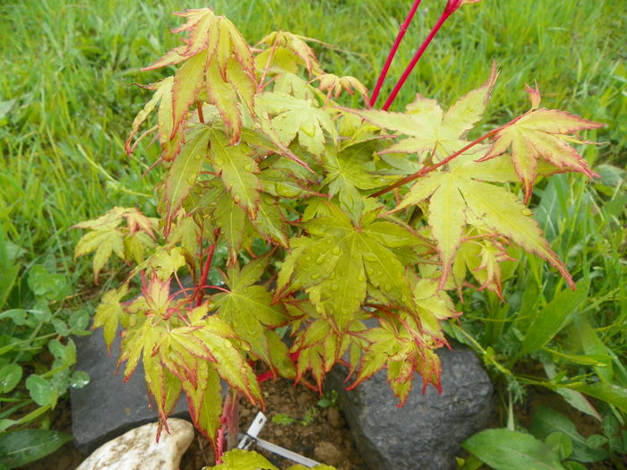 acer palmatum Sango-kaku