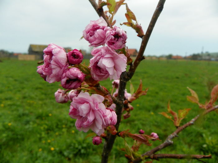 prunus Kiku Shidare Zakura