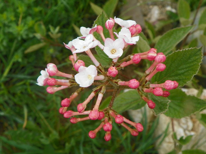 viburnum carlesii - z-Dobarland 2014