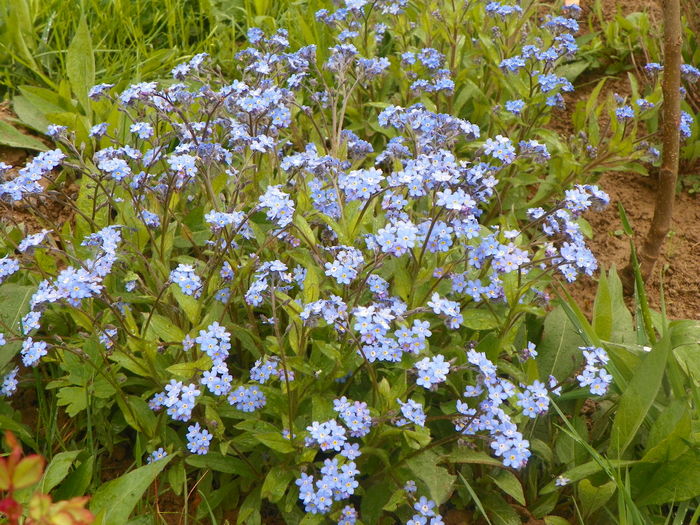 myosotis