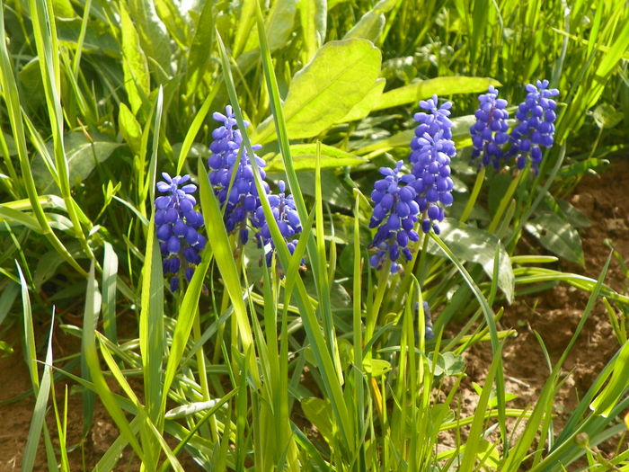 muscari