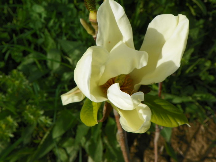 magnolia Yellow Lantern