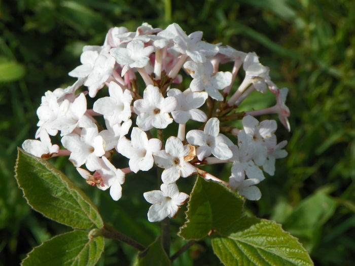 viburnum carlesii