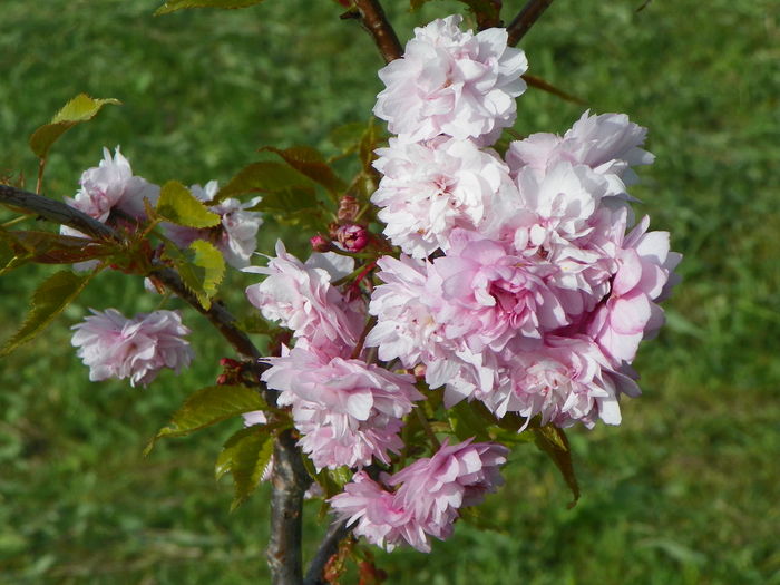 prunus Kiku Shidare Zakura - z-Dobarland 2014