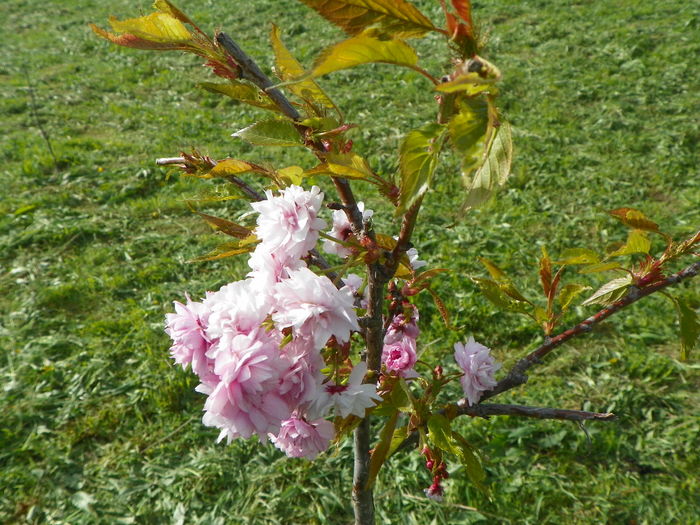 prunus Kiku Shidare Zakura