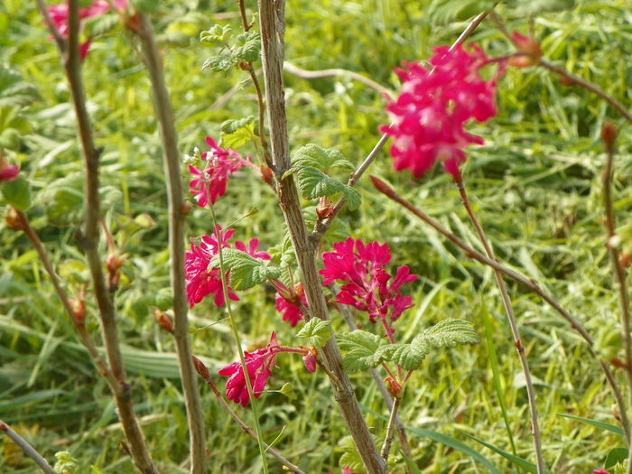ribes sang. King Edward VII