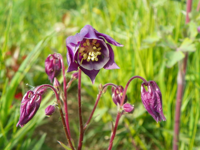 aquilegia