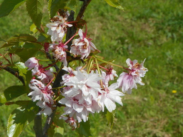 prunus Kiku Shidare Zakura