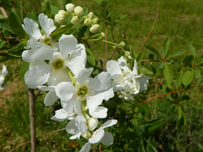 exochorda The Bride