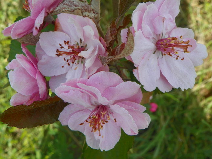malus Brandywine - z-Dobarland 2014