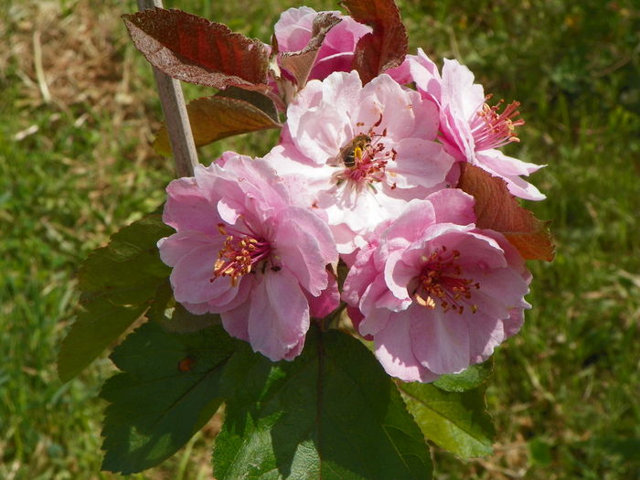 malus Brandywine