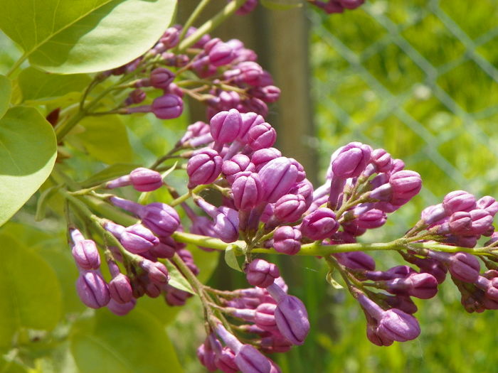 syringa Marechal Foch