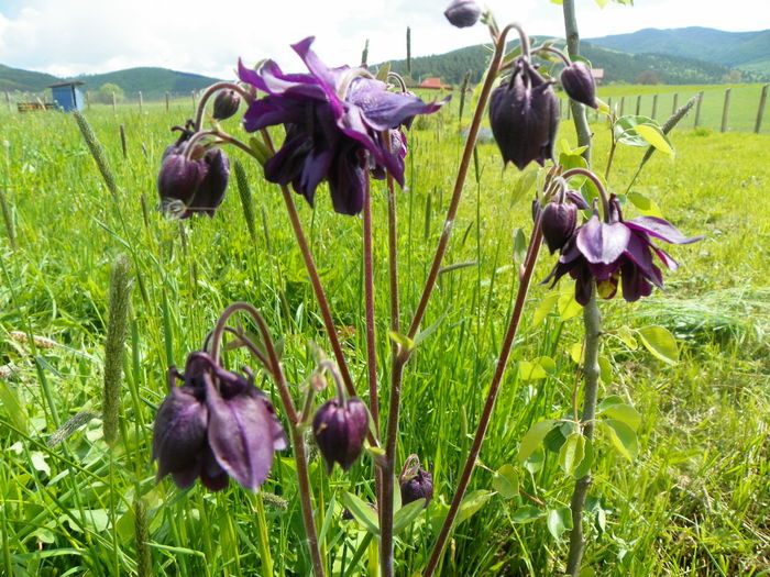 aquilegia