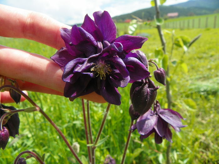 aquilegia