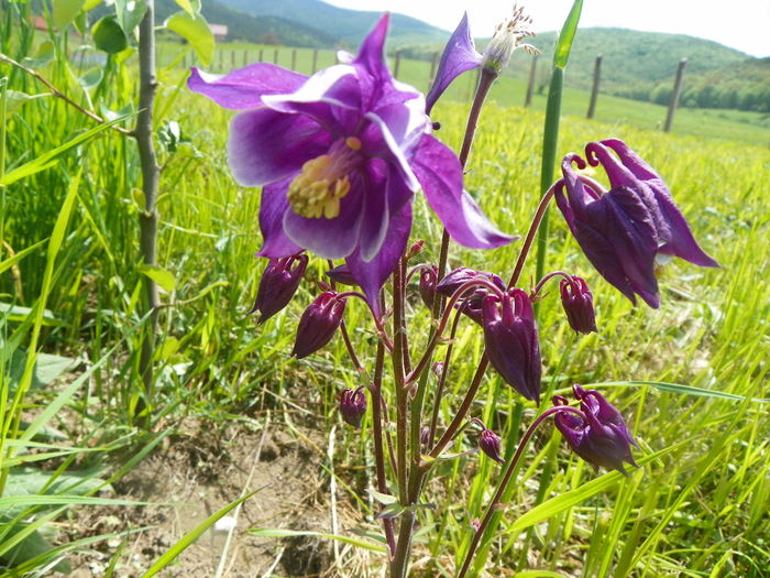 aquilegia