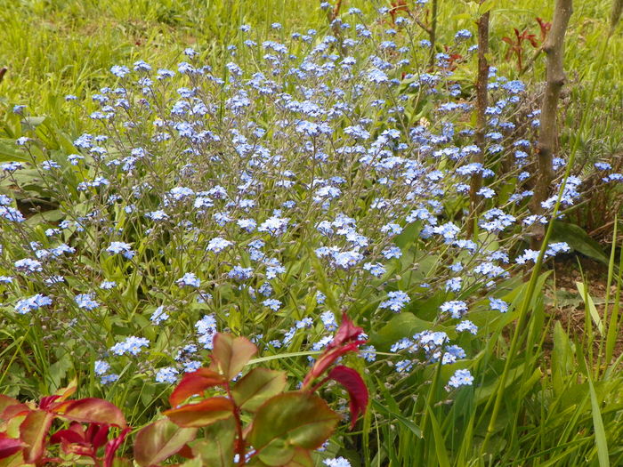 myosotis