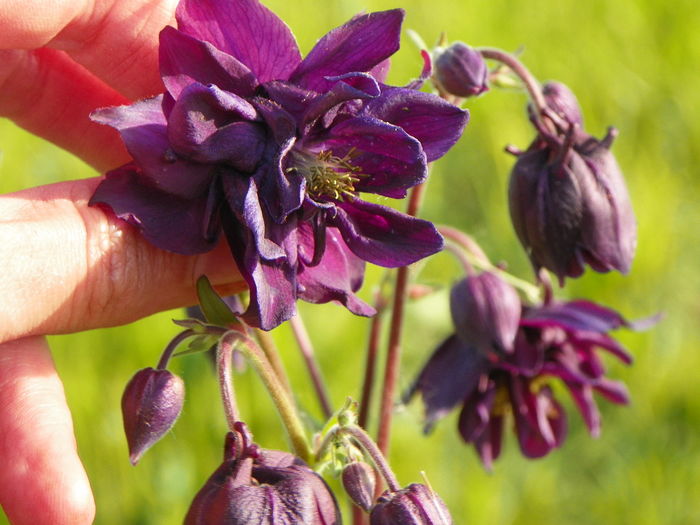 aquilegia