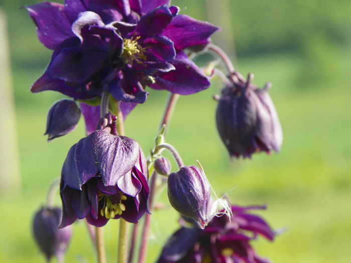 aquilegia