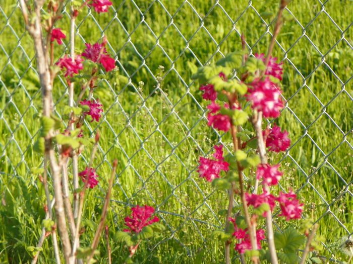 ribes sang. King Edward VII