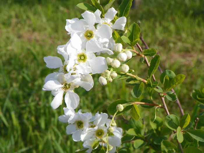 exochorda The Bride