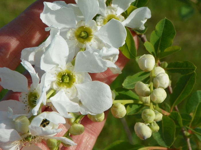 exochorda The Bride