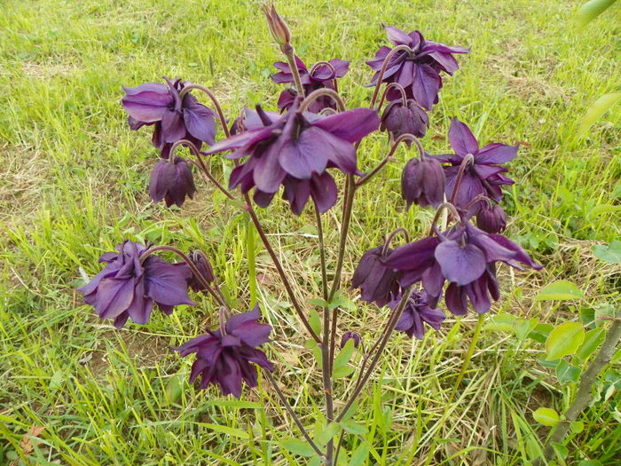 aquilegia