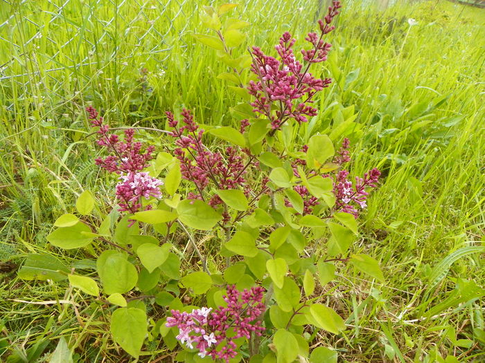 syringa Josee