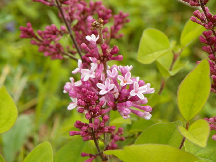 syringa Josee